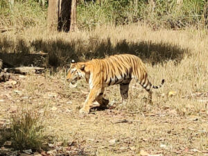 Read more about the article A visit to Pench National Park